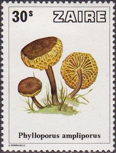 Stamp, Phylloporus ampliporus, Zaire,  , Mushrooms