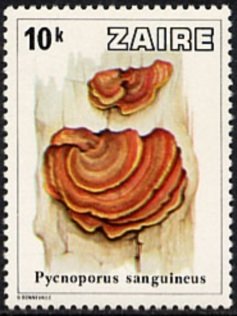 Mushrooms from Zaïre