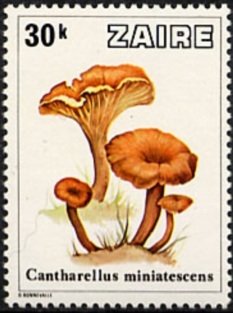 Mushrooms from Zaïre