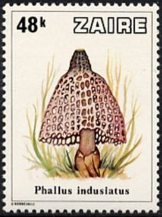 Mushrooms from Zaïre
