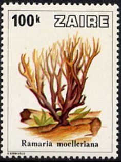 Mushrooms from Zaïre