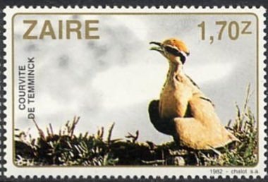 Temminck's Courser (Cursorius temminckii)