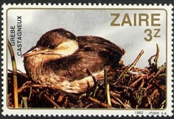 Little Grebe (Tachybaptus ruficollis)