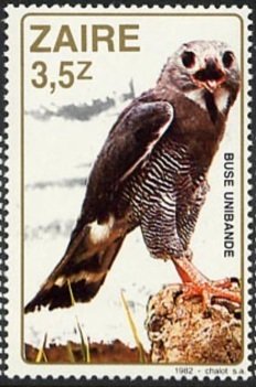Lizard Buzzard (Kaupifalco monogrammicus)