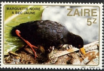 Black Crake (Zapornia flavirostra)