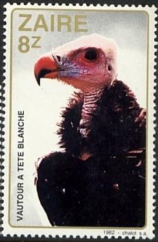 White-headed Vulture (Trigonoceps occipitalis)