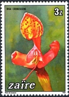 Disa erubescens