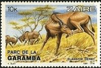 Giant Eland (Taurotragus derbianus)