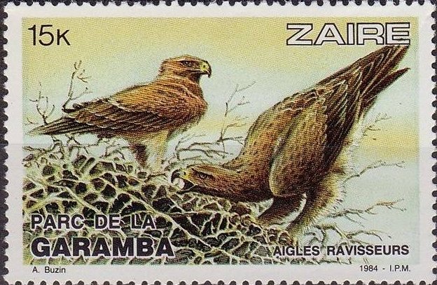 Tawny Eagle (Aquila rapax)