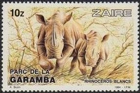 White Rhinoceros (Ceratotherium simum)