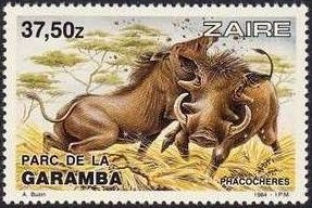 Desert Warthog (Phacochoerus aethiopicus)