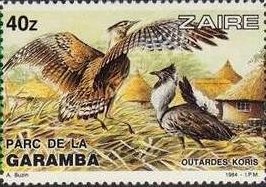 Kori Bustard (Ardeotis kori)