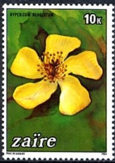 Hypericum revolutum