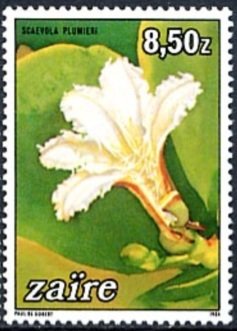 Scaevola plumieri