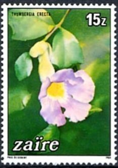 Thunbergia erecta