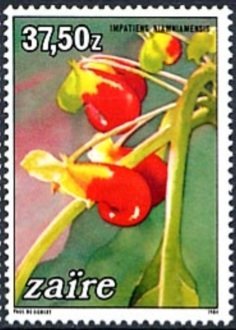 Impatiens niamniamensis