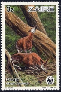 Okapi (Okapia johnstoni)