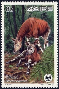 Okapi (Okapia johnstoni)