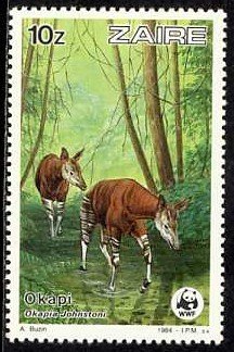 Okapi (Okapia johnstoni)