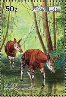 Okapi (Okapia johnstoni)