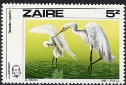 Great White Egret (Ardea alba)