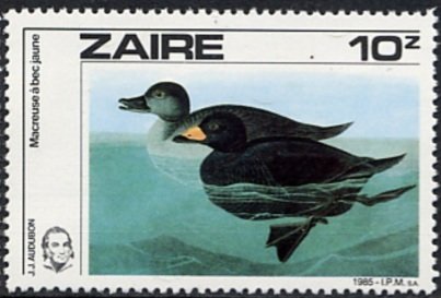 Black Scoter (Melanitta nigra)