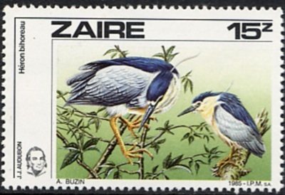 Black-crowned Night Heron (Nycticorax nycticorax)