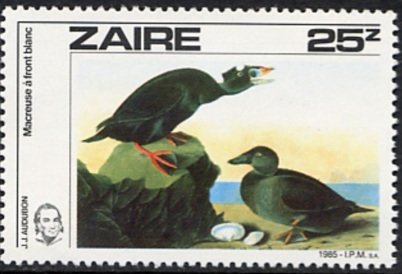 Surf Scoter (Melanitta perspicillata)