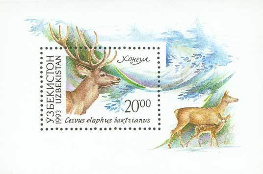 Red deer (Cervus elaphus)