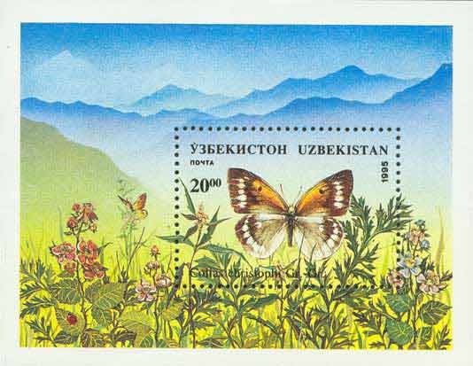 Pieridae Butterfly (Colias christophi)