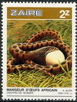 Egg-eating Snake (Dasypeltis scaber)