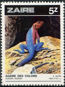 Red-headed Rock Agama (Agama agama)