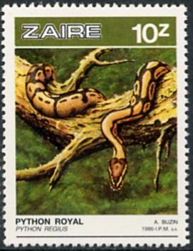 Ball phyton (Python regius)