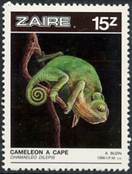 Flap-necked Chameleon (Chamaeleo dilepis)