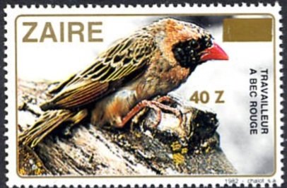Red-billed Quelea (Quelea quelea)