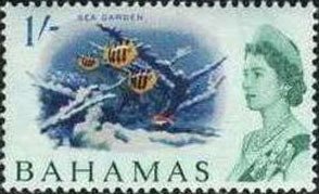 Stamp, Sea Garden, Nassau - Sergeant Major (Abudefduf saxatilis), Bahamas,  , Corals and Sponges, Sea Life, Queens, Animals (Fauna), Fishes
