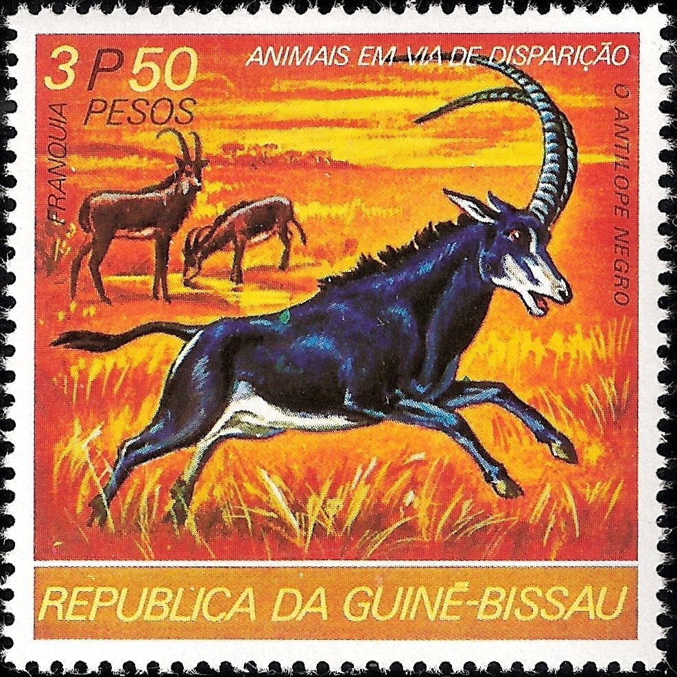 Sable Antelope (Hippotragus niger)