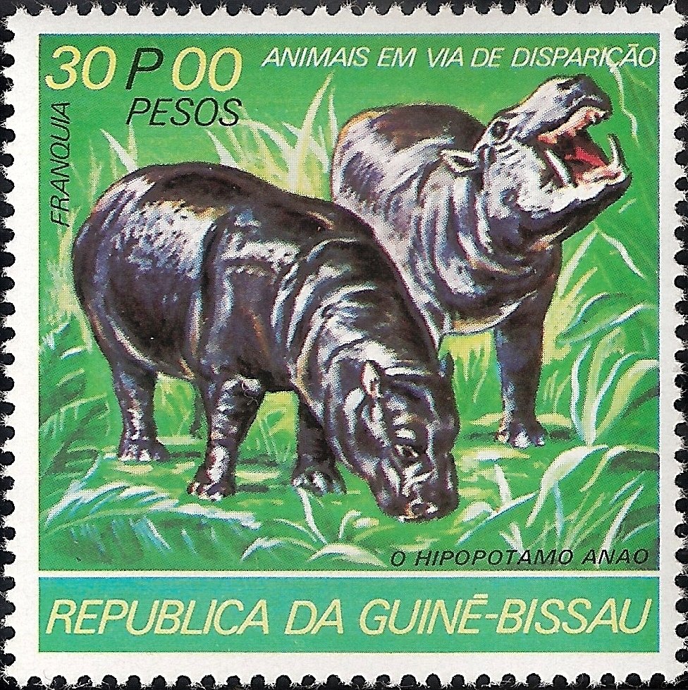 Pygmy Hippopotamus (Choeropsis liberiensis)