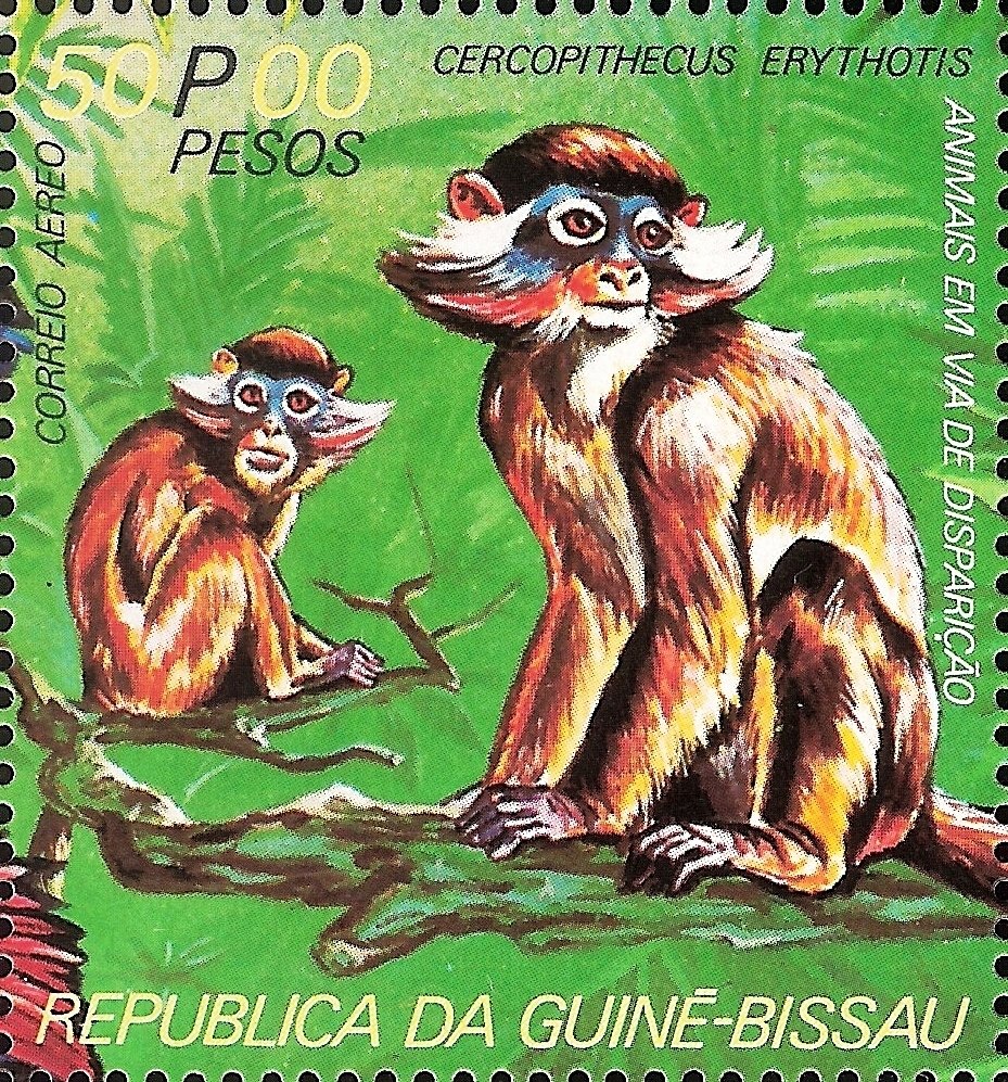 Red-eared Guenon (Cercopithecus erythrotis)