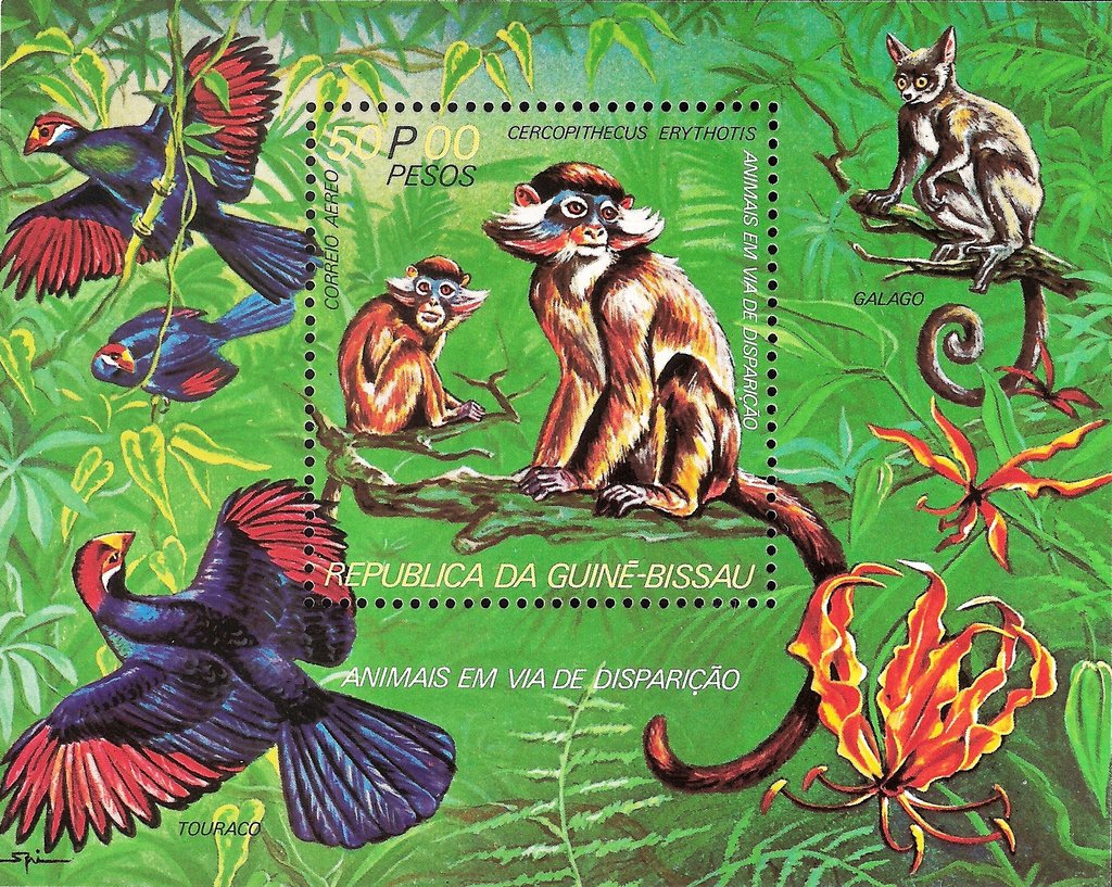 Red-eared Guenon (Cercopithecus erythrotis)