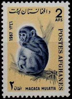 Rhesus Monkey (Rhesus mulatta)