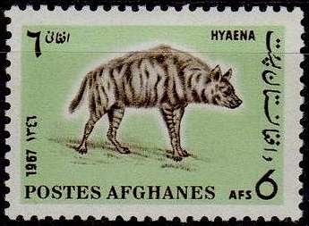 Striped Hyena (Hyaena hyaena)