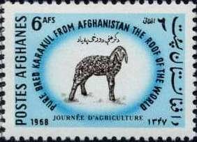 Karakul Sheep (Ovis ammon aries)