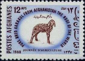Karakul Sheep (Ovis ammon aries)