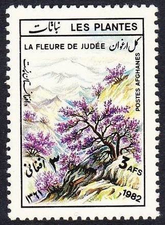 Judas trees