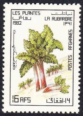 Rhubarb plant