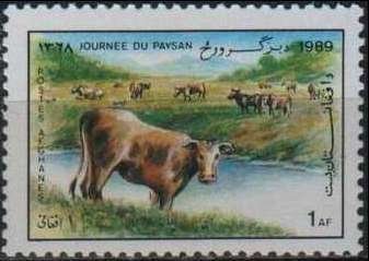 Cattle (Bos primigenius taurus)