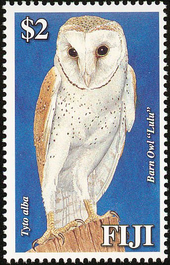 Western Barn Owl (Tyto alba)