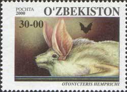 Hemprich's Long-eared Bat (Otonycteris hemprichii)