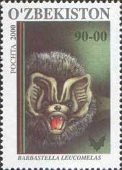Asian Barbastelle (Barbastella leucomelas)